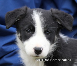 Tricolour FEMALE border collie puppy